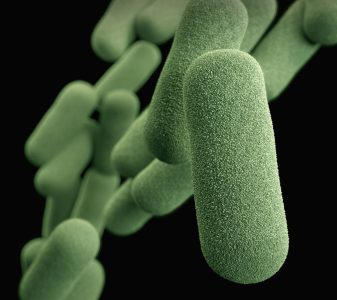 Bacillus cereus 