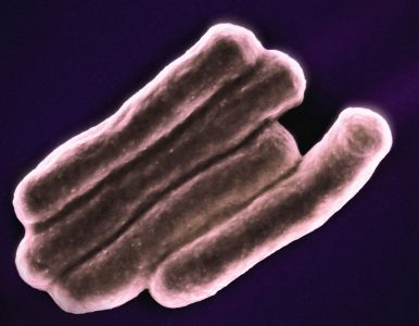Salmonella